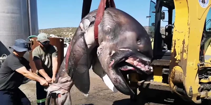 Riesenmaulhai aus St. Helena Bay wird mit einem Bagger transportiert
