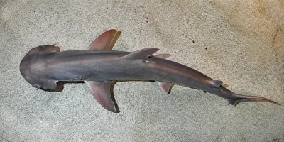 Schaufelnasen-Hammerhai (Sphyrna tiburo) in Draufsicht über hellem Aquariumgrund