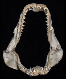Schildzahnhai Odontaspis ferox Kiefer