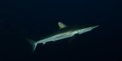 Seidenhai Carcharhinus falciformis vor schwarzem Hintergrund