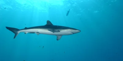 Seidenhai unter einem treibenden Fischsammler vor den Seychellen