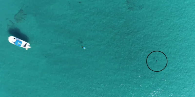 Drohnenaufnahme des Versuchsaufbaus vor Florida mit Boot, Unterwasserlautsprecher und einem schwarz eingekreisten Hai.