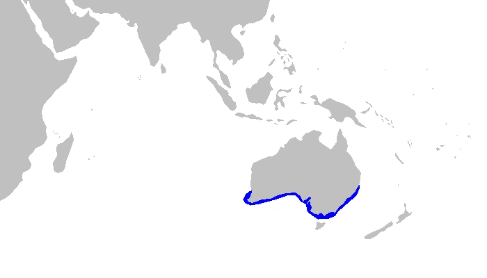Squalo tappeto maculato Orectolobus maculatus mappa di distribuzione