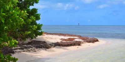 Sandstrand, Mangroven und flaches Wasser auf Boca Grande Key in den Florida Keys