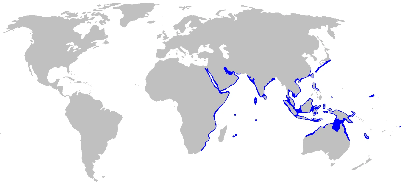Tawny nurse shark Nebrius ferrugineus range map