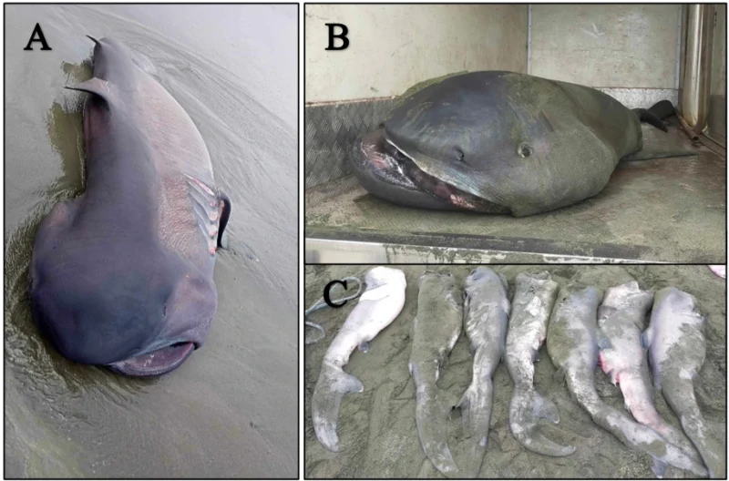 Hembra de tiburón bocudo varada en vistas dorsal y anterior junto a siete crías