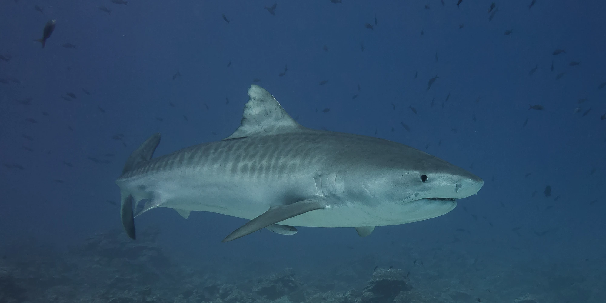 Tigerhai schwimmt über dem Meeresboden