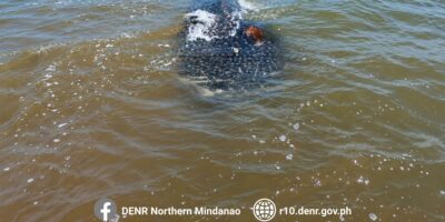 Toter Walhai (Rhincodon typus) im flachen Küstenwasser vor Bolisong