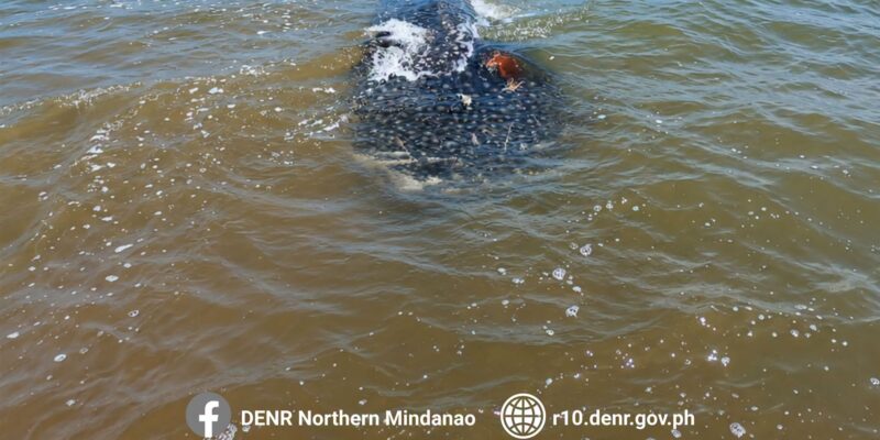 Toter Walhai (Rhincodon typus) im flachen Küstenwasser vor Bolisong