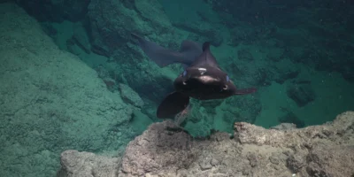 Falscher Marderhai – Trinidad und Tobago Falscher Marderhai schwimmt über felsigem Tiefseeboden vor Trinidad und Tobago