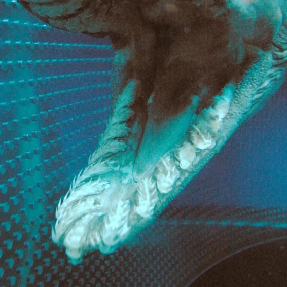 Tubarão-cobra boca e dentes tricúspides