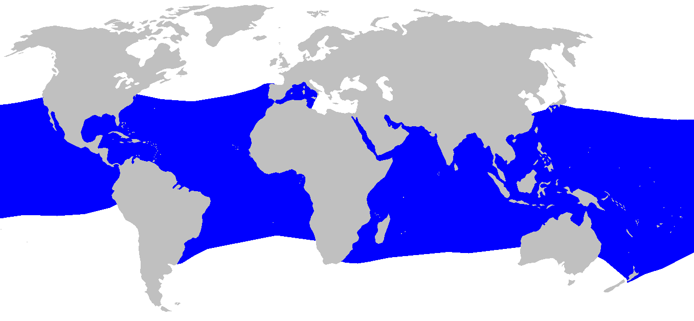 Mapa de distribuição do tubarão-raposa-de-olhos-grandes (Alopias superciliosus)