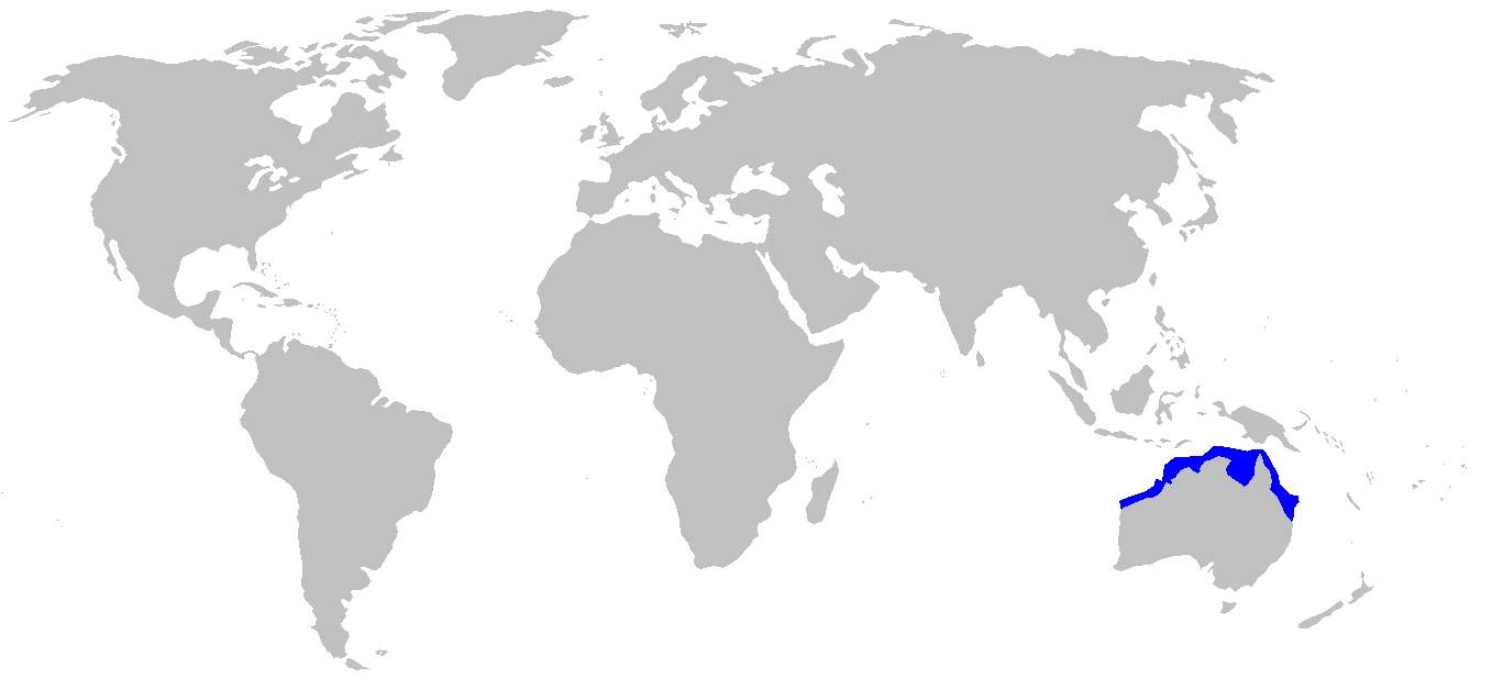 Tubarão-tapete-do-norte Orectolobus wardi mapa de distribuição
