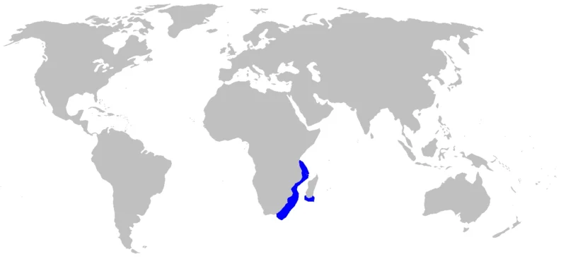 Verspreidingskaart van de Afrikaanse engelhaai Squatina africana