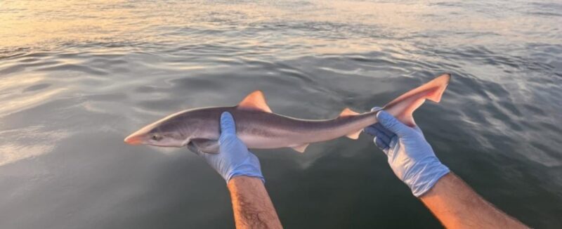 Ein junger Hundshai wird mit blau behandschuhten Händen über dem Wasser gehalten