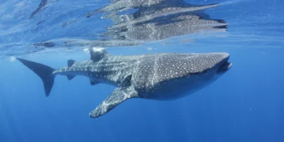 Walhai nahe der Wasseroberfläche vor Isla Mujeres