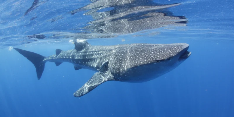 Walhai nahe der Wasseroberfläche vor Isla Mujeres
