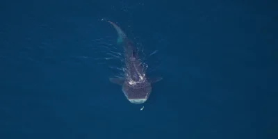 Walhai aus der Luft im Northeast Canyons and Seamounts Marine National Monument