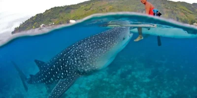 Walhai schwimmt dicht unter der Wasseroberfläche vor Oslob auf Cebu