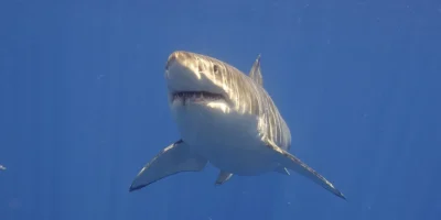 Weißer Hai schwimmt frontal durch blaues offenes Wasser
