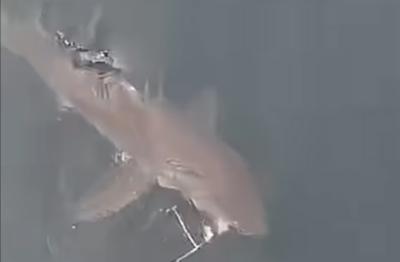 Weißer Hai nahe der Wasseroberfläche in der False Bay