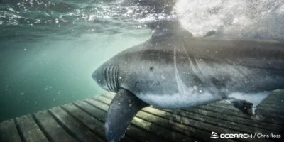 Weißer Hai unter Wasser bei einer OCEARCH-Expedition vor Nova Scotia