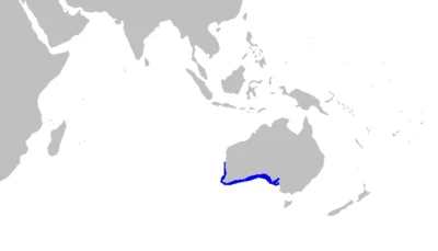 疣背须鲨 Sutorectus tentaculatus 分布图 疣背须鲨 Sutorectus tentaculatus 分布图