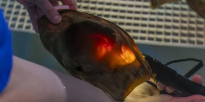 Tierpfleger durchleuchten die Eikapsel eines Zebrahais, um den Embryo zu sehen