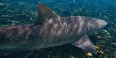 Ein Zitronenhai schwimmt im flachen Wasser vor Kap Verde